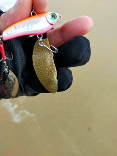 シタビラメの釣果