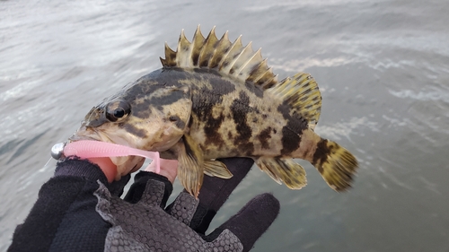 タケノコメバルの釣果