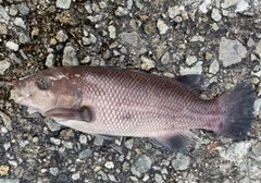 コブダイの釣果