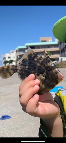 カワハギの釣果