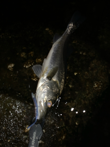 セイゴ（マルスズキ）の釣果