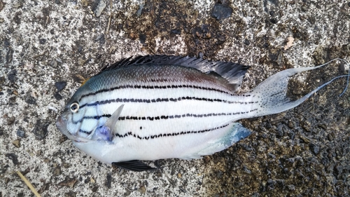 タイの釣果