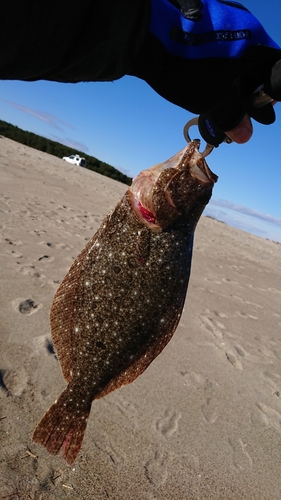 ヒラメの釣果