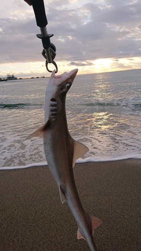 サメの釣果