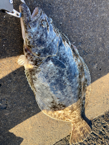 ヒラメの釣果