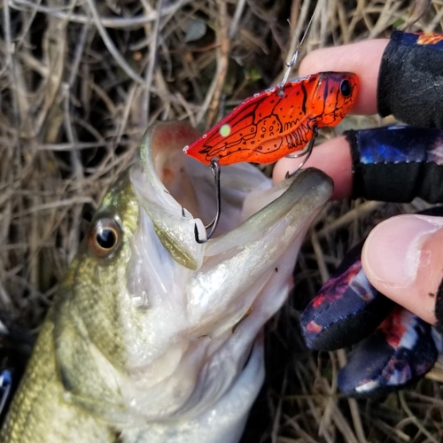 ブラックバスの釣果