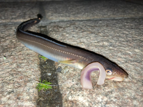 マアナゴの釣果