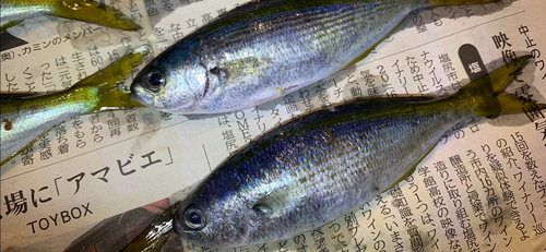 タカベの釣果