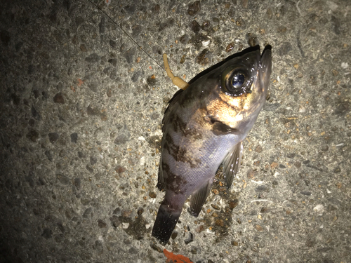 シロメバルの釣果