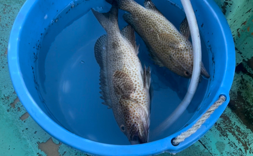 オオモンハタの釣果