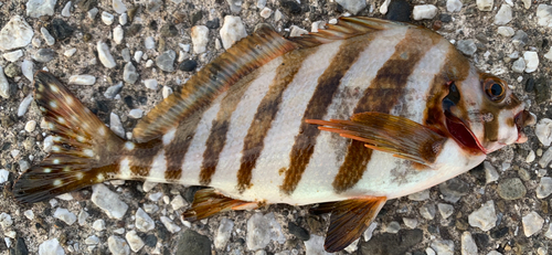 タカノハダイの釣果