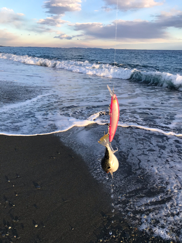 釣果