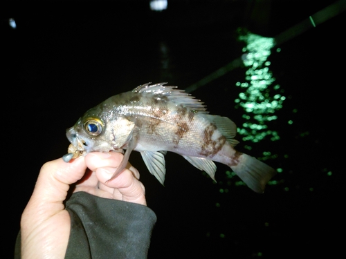 メバルの釣果