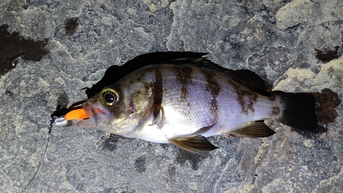 メバルの釣果