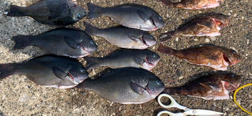 アイゴの釣果