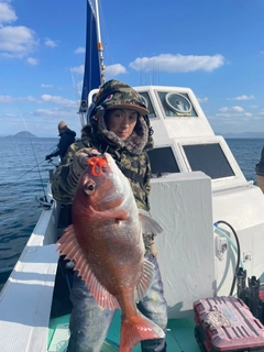 マダイの釣果