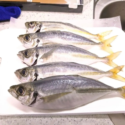 マアジの釣果