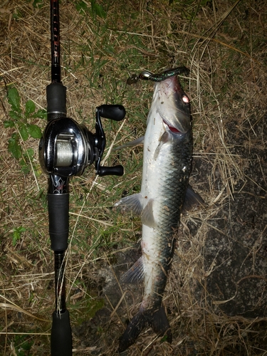 ニゴイの釣果