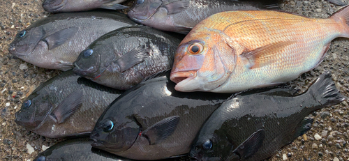 メジナの釣果