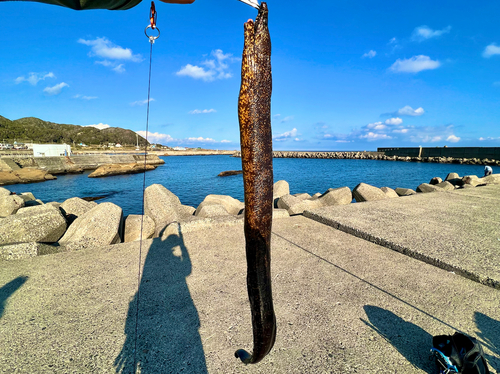 ウツボの釣果