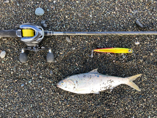 コノシロの釣果