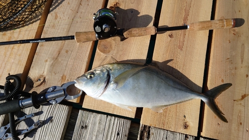 シマアジの釣果