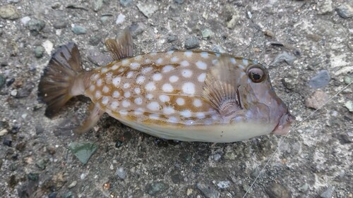 ハコフグの釣果