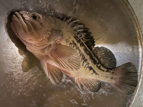 シマソイの釣果