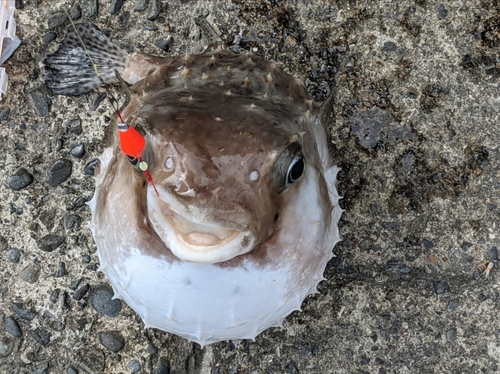 ハリセンボンの釣果