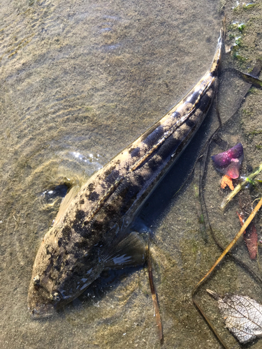 マゴチの釣果