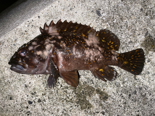 オウゴンムラソイの釣果