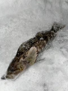 アイナメの釣果