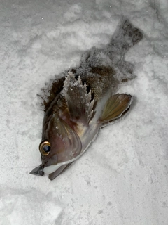 エゾメバルの釣果