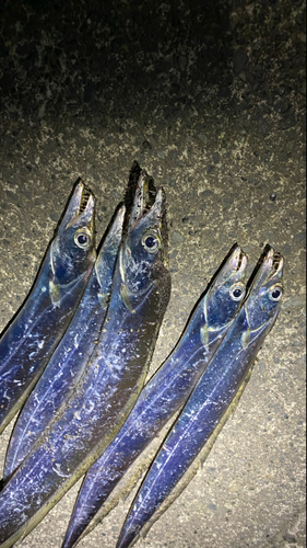 タチウオの釣果