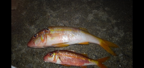 モンツキアカヒメジの釣果