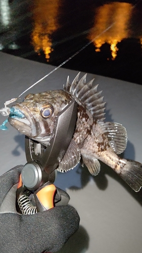 ソイの釣果