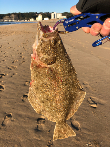 ヒラメの釣果