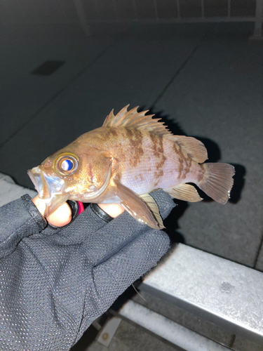 シロメバルの釣果