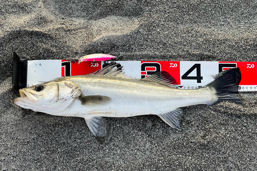 セイゴ（マルスズキ）の釣果