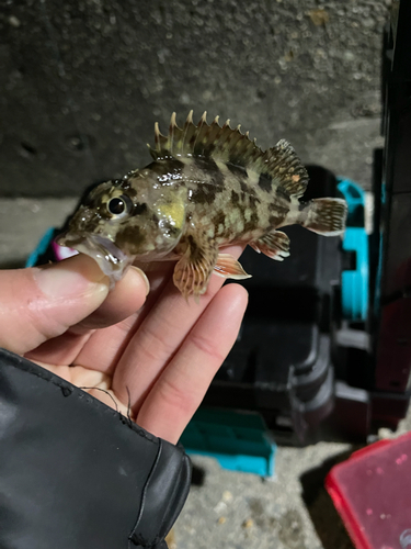 カサゴの釣果