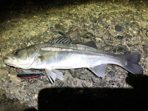 セイゴ（マルスズキ）の釣果