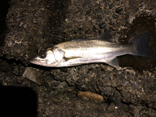 セイゴ（マルスズキ）の釣果