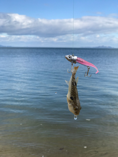 クサフグの釣果