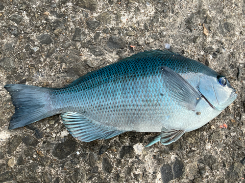 クチブトグレの釣果