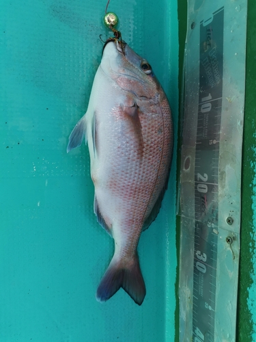 タイの釣果