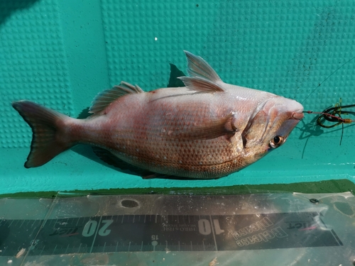 タイの釣果