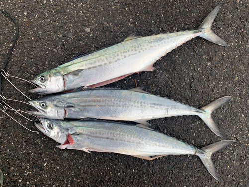 サゴシの釣果