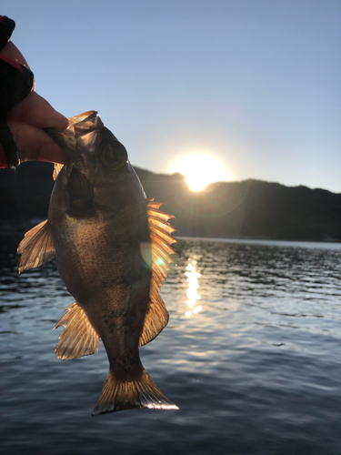 クロメバルの釣果