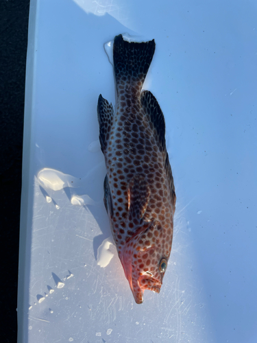 オオモンハタの釣果