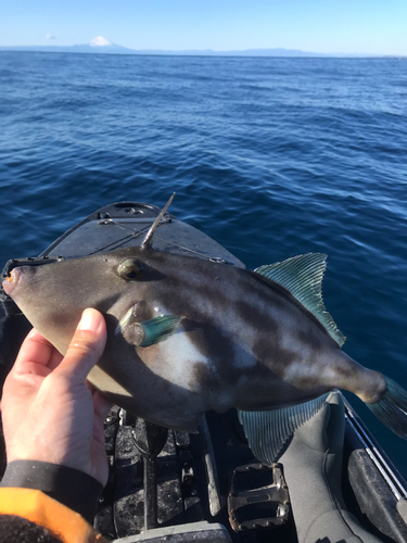 ウマヅラハギの釣果